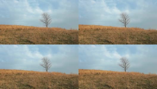 孤独的树在多风的景观高清在线视频素材下载
