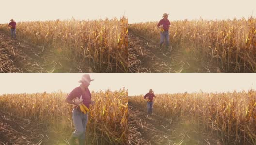 玉米田的资深农民高清在线视频素材下载