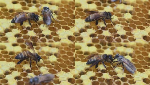 在蜂箱里采蜜的蜜蜂。高清在线视频素材下载