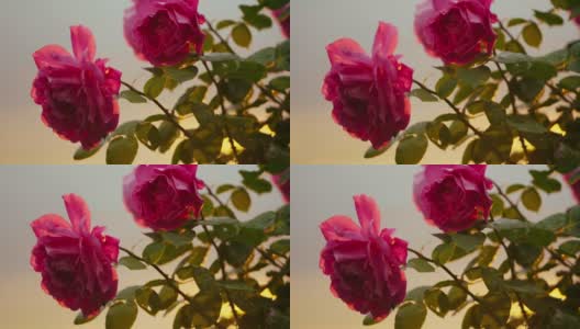 日落时，粉红的玫瑰在微风中摇曳高清在线视频素材下载