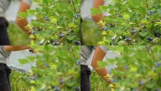 手从蓝莓树采摘成熟的蓝莓高清在线视频素材下载