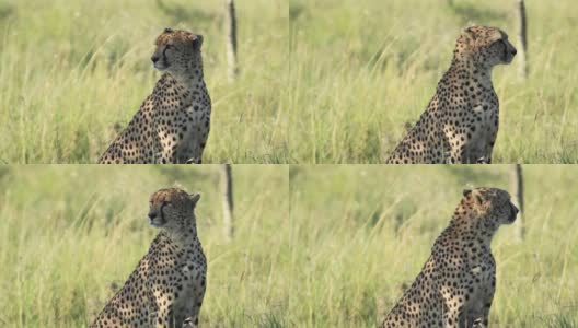 慢镜头，猎豹坐着，看起来很警觉。在肯尼亚拍摄的非洲野生动物高清在线视频素材下载