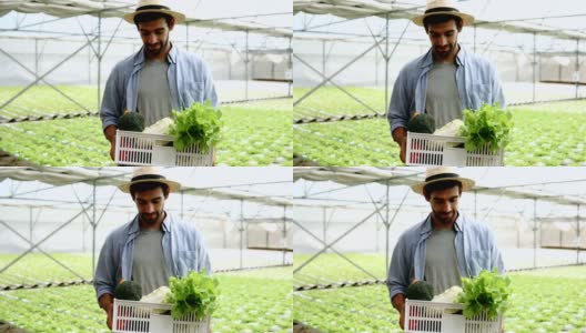 在水培蔬菜农场，白人男性农民抱着绿色橡木篮子看着相机和微笑，农业有机健康。高清在线视频素材下载
