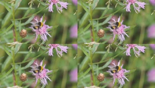 蜜蜂在一种紫花石松上收集花粉。高清在线视频素材下载