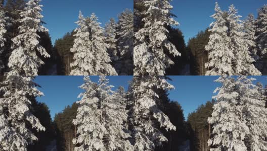 航空摄影。照相机在雪地里的树间飞来飞去。四轴飞行器的俯视图高清在线视频素材下载