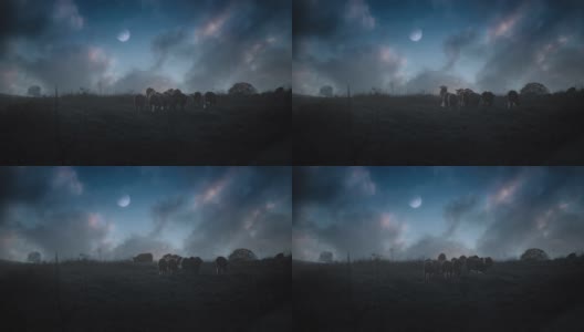 一群野牛在夜晚缓缓地走着，月亮冉冉升起，美丽的天空衬托着它们高清在线视频素材下载