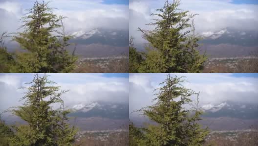松树在风中移动，雪山和暴风雨的背景。高清在线视频素材下载