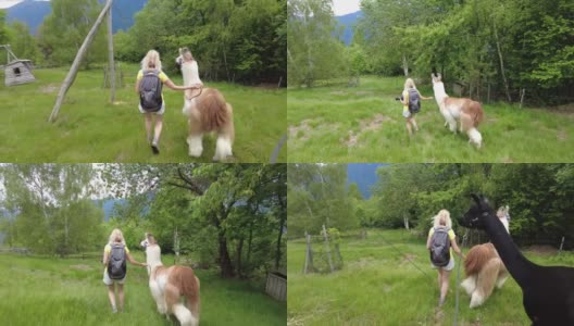 女游客和羊驼在Comino山上高清在线视频素材下载
