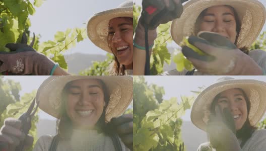 一个年轻女子在葡萄园摘水果的4k视频高清在线视频素材下载