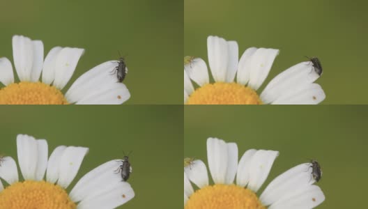 爱沙尼亚，一只在花边爬行的甲虫高清在线视频素材下载