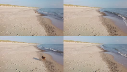 可爱的狗狗在空旷的海滩上奔跑，4K慢镜头高清在线视频素材下载