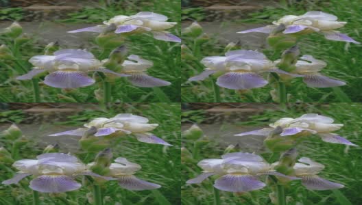 花瓣上有雨滴的紫色鸢尾花，生长在花坛或后院。高清在线视频素材下载
