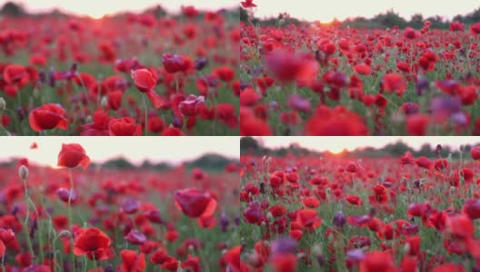 田野里美丽的红色野花。春天天气多云高清在线视频素材下载