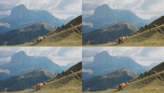 意大利多洛米特山脉和阿尔卑斯山上的牦牛画像高清在线视频素材下载