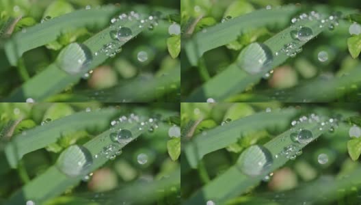 水珠落在绿色的草叶上高清在线视频素材下载