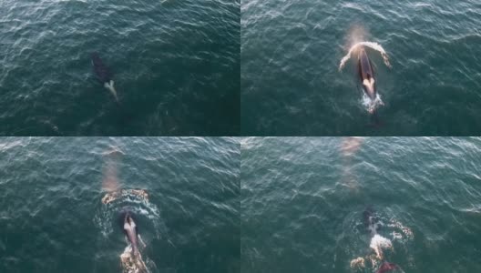 无人机拍摄虎鲸吹洞喷雾温哥华岛高清在线视频素材下载