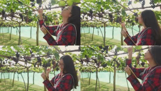 在阳光明媚的日子里，年轻美丽的亚洲妇女农民用数字平板检查悬挂的葡萄藤花园中的葡萄植株。快乐的女园丁准备在葡萄园收获成熟的有机葡萄高清在线视频素材下载
