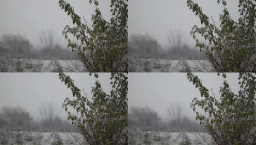 下雪了，下着很大的雪花。冬天的本性。高清在线视频素材下载