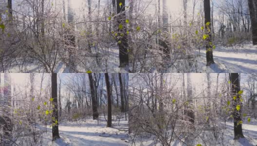 雪后冬天森林里的景色。高大的树木和树枝上覆盖着冰，而地面上则堆积着雪。高清在线视频素材下载