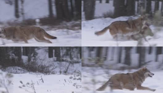 在冬天的森林里，两只狼在雪地里奔跑高清在线视频素材下载