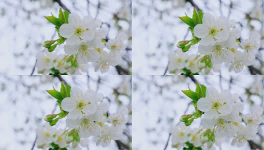在一个温暖的春日，樱桃树枝上盛开着美丽的白色花朵。高清在线视频素材下载
