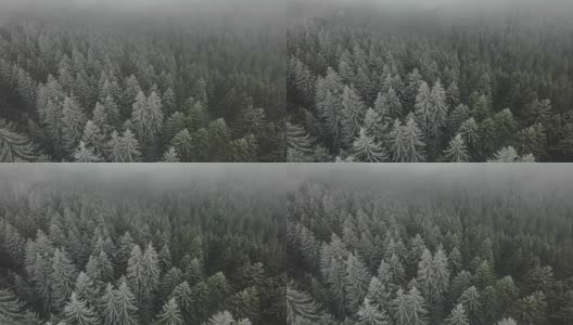 雪域森林鸟瞰图高清在线视频素材下载