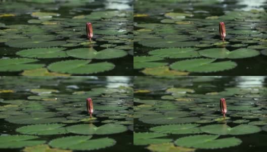 睡莲或荷花在阳光明媚的日子里在湖上开花和叶，以散景为背景高清在线视频素材下载