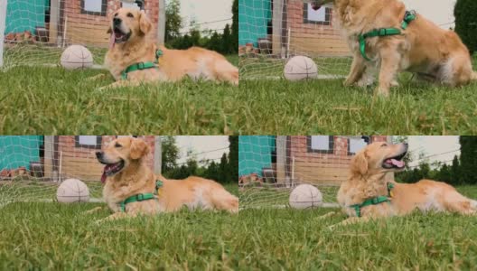金毛猎犬躺在草地上，然后走开了高清在线视频素材下载