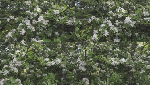 苹果花多莉拍摄4K超高清高清在线视频素材下载