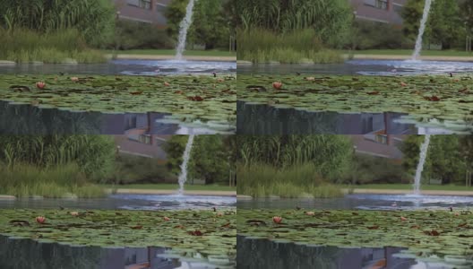 有瀑布和睡莲的花园池塘高清在线视频素材下载