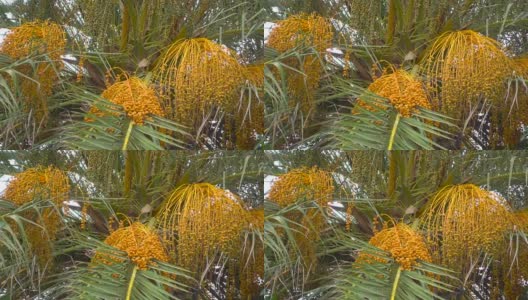 椰枣上的一堆枣。棕榈树上的果实。非洲。突尼斯高清在线视频素材下载