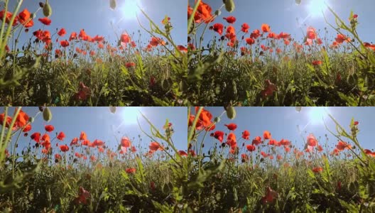 在明亮阳光的背景下，田野里的罂粟花。微风以一种令人惊异的方式吹动着花朵高清在线视频素材下载