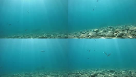 一群银色的鱼慢动作地游向绿松石般的水底高清在线视频素材下载