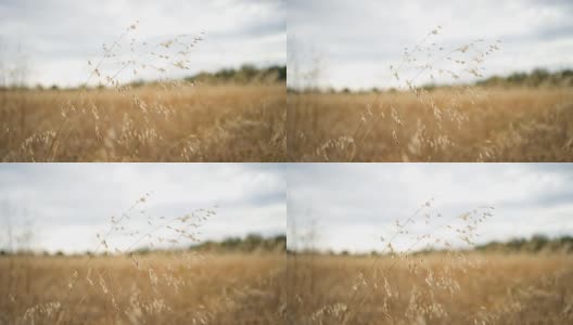 麦田里的小麦，慢镜头高清在线视频素材下载