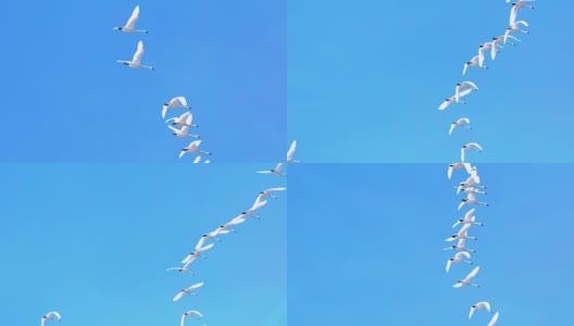 慢镜头天鹅在蓝天中飞翔高清在线视频素材下载