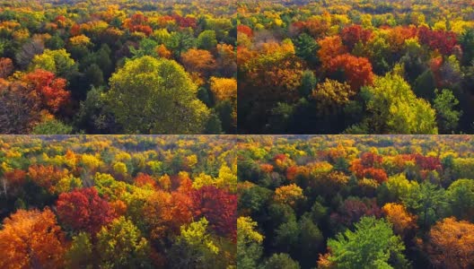 令人惊讶的色彩丰富的秋树在清晨的光线高清在线视频素材下载