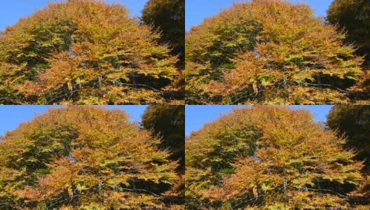 风吹动秋天的树叶高清在线视频素材下载