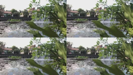 观赏性花园池塘放松禅宗外观背阴高清在线视频素材下载