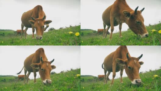 中国贵州乌蒙大草原放牧牛。高清在线视频素材下载