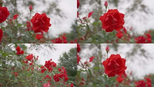 秋天的红玫瑰在我的花园里，吹在风中。高清在线视频素材下载