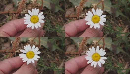 秋天的雏菊花，甘菊花在干草中，秋天的雏菊，高清在线视频素材下载
