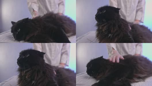 一只老黑猫躺在兽医的桌子上，这是宠物健康的概念高清在线视频素材下载