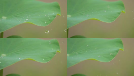 荷叶上的水滴慢镜头高清在线视频素材下载