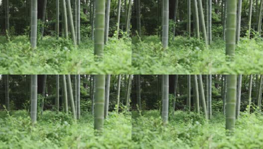 美丽的竹林在传统公园白天高清在线视频素材下载
