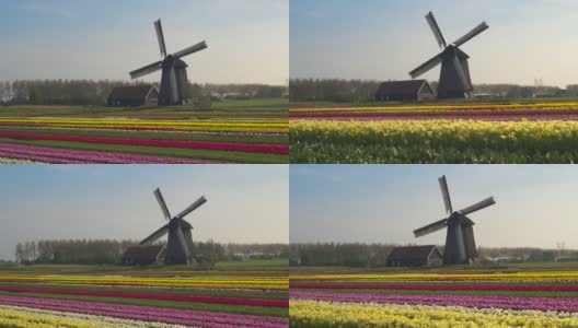 航拍:风车在阳光明媚的春天的荷兰乡村里旋转高清在线视频素材下载