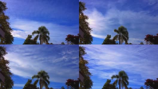时间流逝快速移动的云对一个漂亮的蓝天棕榈树和蓝花楹树在风中摇曳Ashbury悉尼澳大利亚高清在线视频素材下载