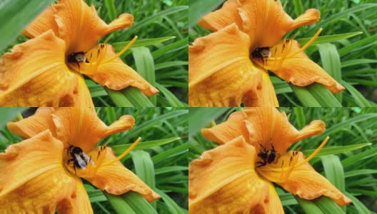 特写一朵花和一只蜜蜂。它停在花上，花粉粒粘在头发上，它机械地将花粉转移到另一朵花上高清在线视频素材下载