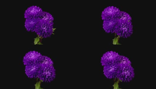 美丽的紫菀花开放高清在线视频素材下载