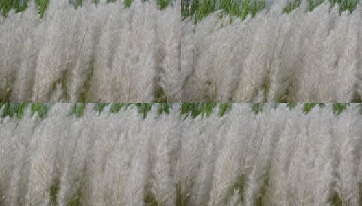 白糖花在秋天的田野里随风摇曳。它生长在通常被称为野生甘蔗和Kans草的休耕地上。秋天白色花朵的特写。高清在线视频素材下载