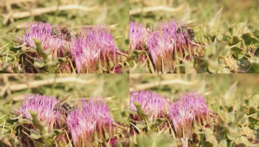 蜜蜂在采集花蜜时被花粉覆盖。一只美丽的蜜蜂正在紫罗兰丛的花朵上寻找花蜜。这只蜜蜂正在给花授粉。授粉之美。蜜蜂高清在线视频素材下载